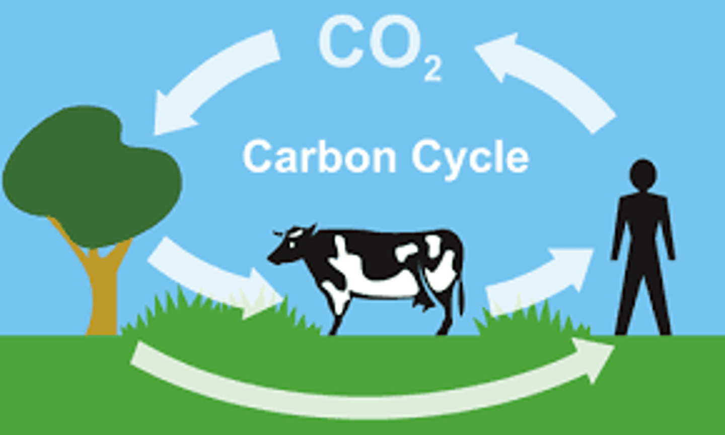 <p>Gas taken in and used during photosynthesis.</p>