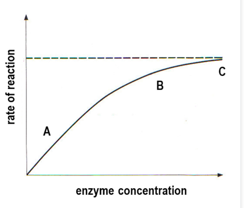 <p>Effect on rate of reaction as you increase enzyme concentration</p>