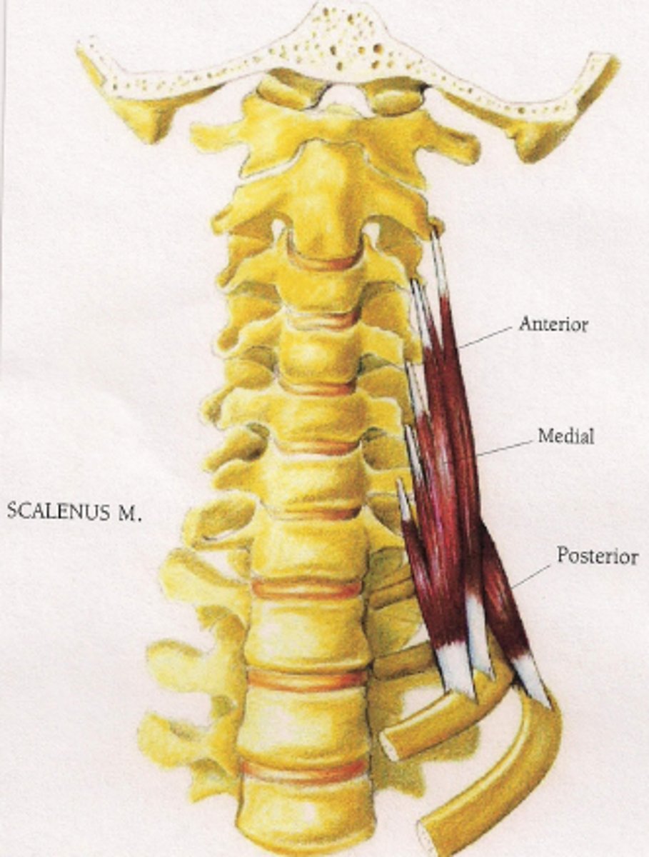 <p>O: transverse processes of C4-C7 (posterior tubercles)</p><p>I: 2nd Rib</p><p>X: anterior rami of C6-C8</p>