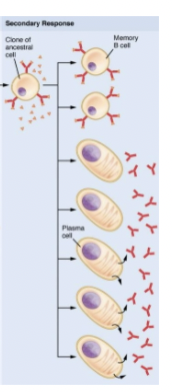 <p>Secondary response </p>