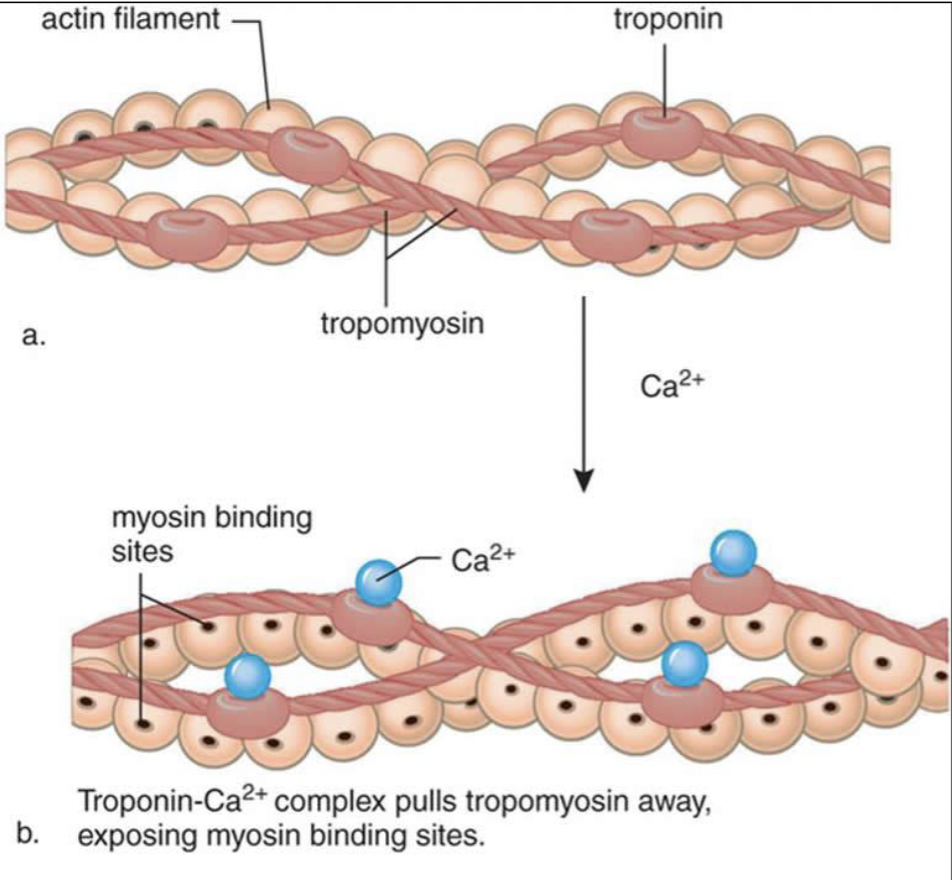 <ul><li><p><u>tropomyosin</u>: covers myosin-binding sites</p></li><li><p><u>troponin</u>: holds tropomyosin strand together</p></li><li><p>when calcium ions bind to troponin, it changes its shape, pulling tropomyosin off the binding site</p></li></ul><p></p>