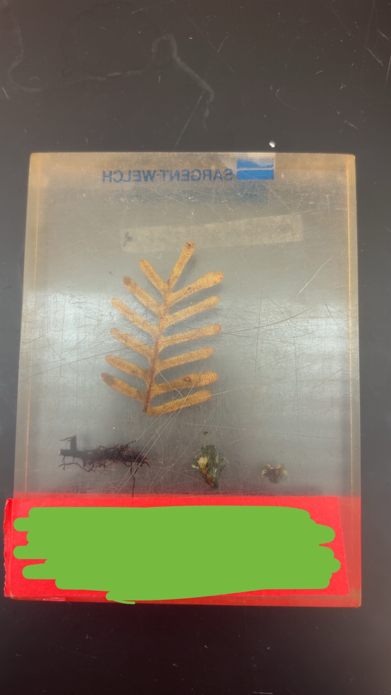 <p>What phylum </p>