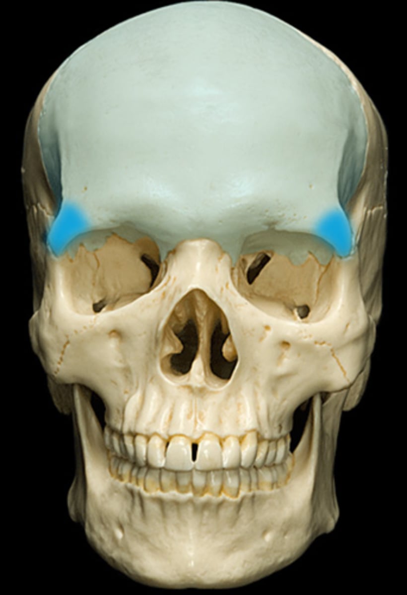 <p>part of frontal bone reaching zygomatic bone</p>