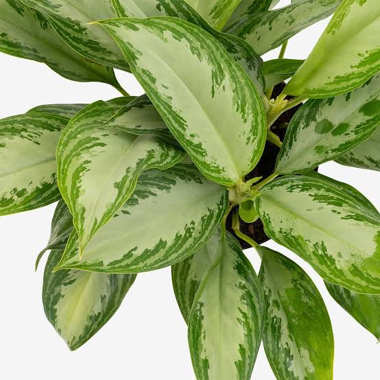 <p>aglaonema</p>