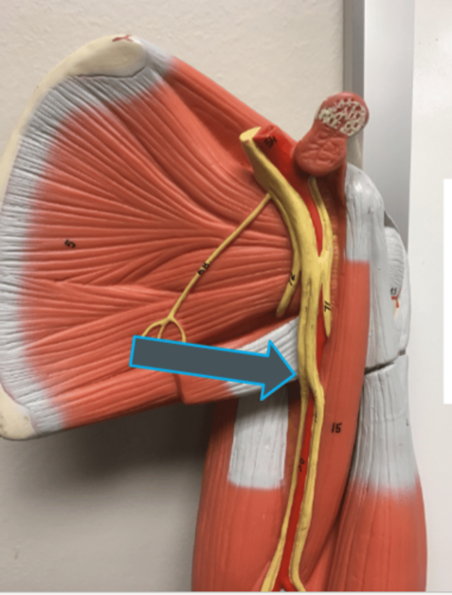 <p>innervates:<br>- flexor carpi ulnaris</p>
