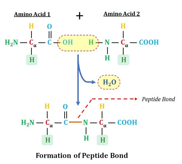 <p>take the OH from the carboxy terminal and an H from the amino terminal and make H2O to form a peptide bond</p>