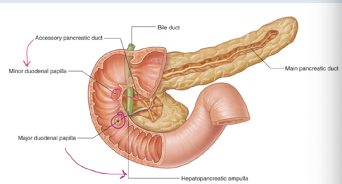 <p>Typically into the second part of the duodenum at the major and minor duodenal papillae</p>