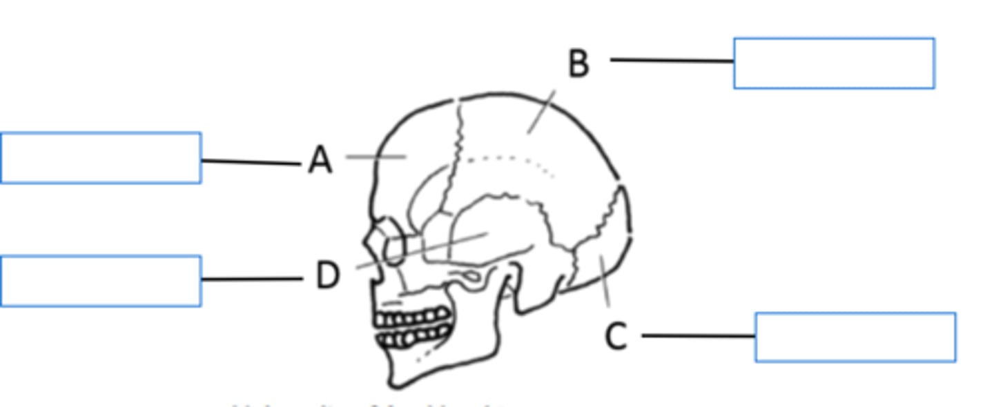 <p>A - Frontal Lobe</p><p>B - Parietal Lobe</p><p>C - Occipital Lobe</p><p>D - Temporal Lobe</p>