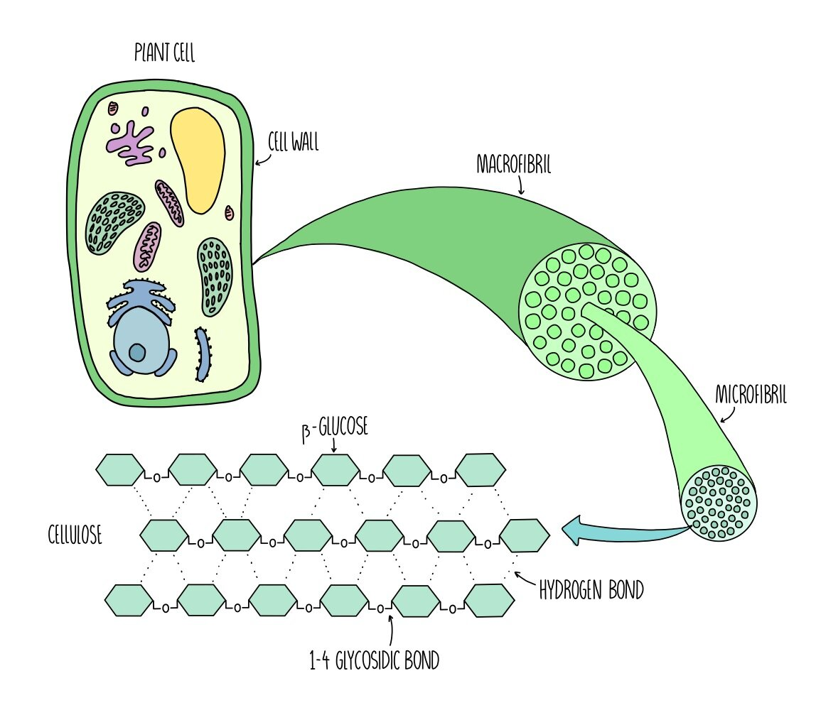 <ul><li><p>the straight, unbranched chains of glucose monomers interact, forming H bonds which give it strength </p></li><li><p>this is due to the chains being parallel, allowing cross linking via H bonds through adjacent chains</p></li><li><p>the interactions between the chains form a microfibril</p></li><li><p>many microfibrils form a fibre</p></li></ul><p></p>
