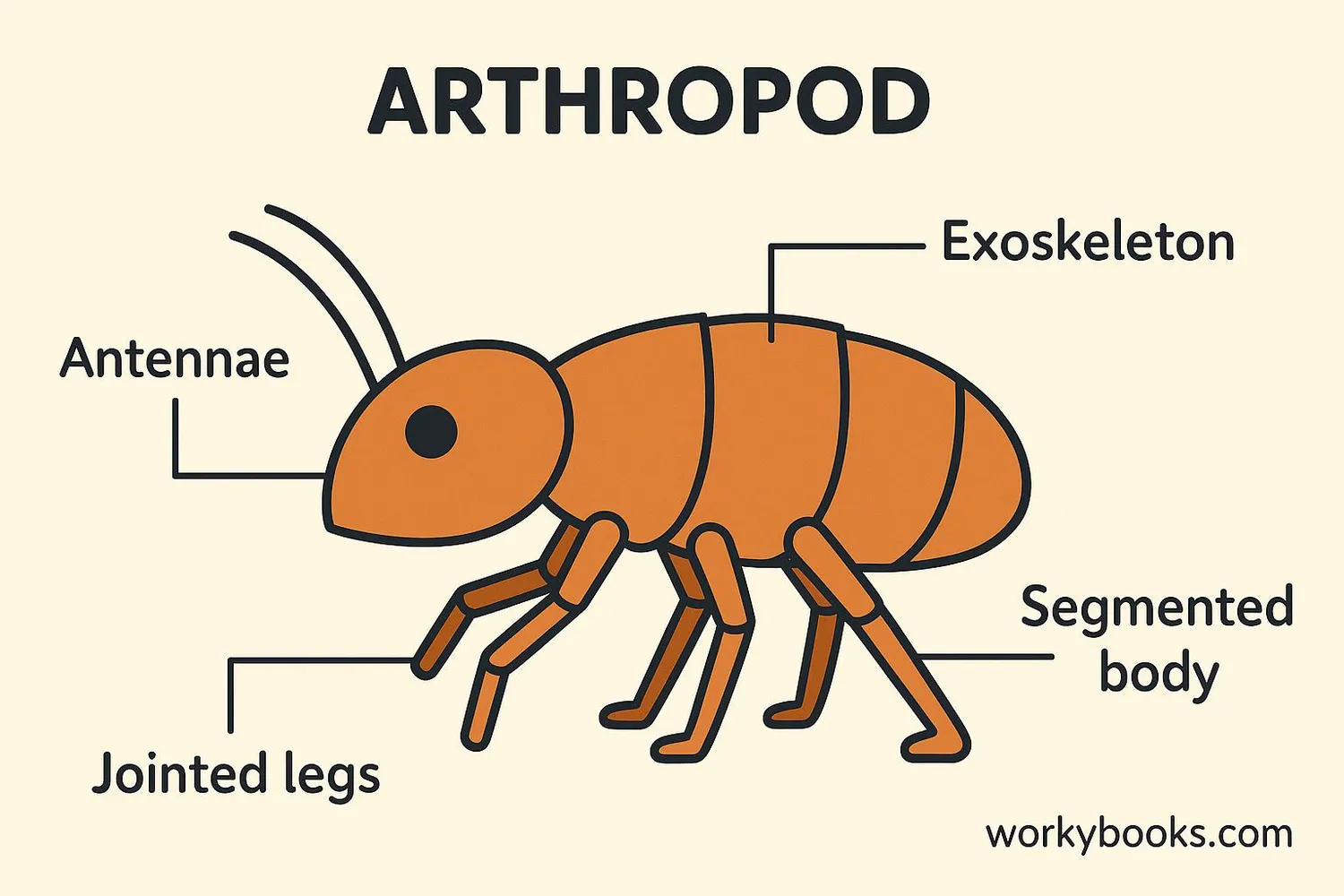 <p>A hard outer covering that supports and protects arthropods.</p>