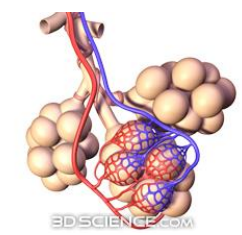 <ul><li><p>Vascular resistance falls due to:</p><ul><li><p>Physical stretching of the lungs during inspiration</p></li><li><p>Dilatation of pulmonary arterioles in response to increased alveolar PO₂</p></li></ul></li><li><p>Blood flow through pulmonary vessels increases sharply as a result</p></li><li><p>Foramen ovale and ductus arteriosus close</p><ul><li><p>redirecting blood flow through the lungs for oxygenation</p></li></ul></li></ul><p></p>