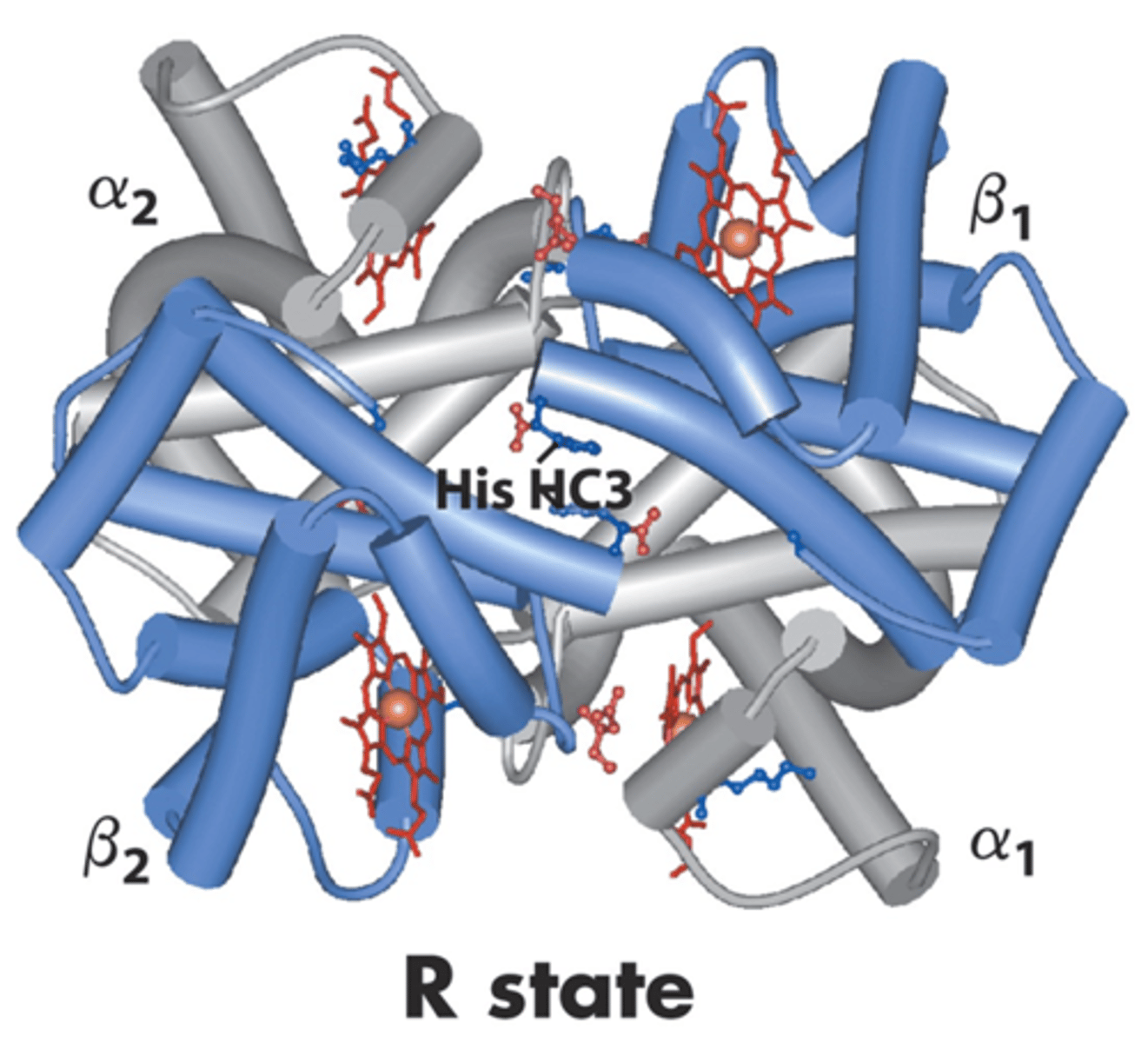<p>Relaxed state = O2 is bound (accepts O2)</p><p>Fe shifts into heme plane due to the movement of histidine, where it can bind to O2 better</p>
