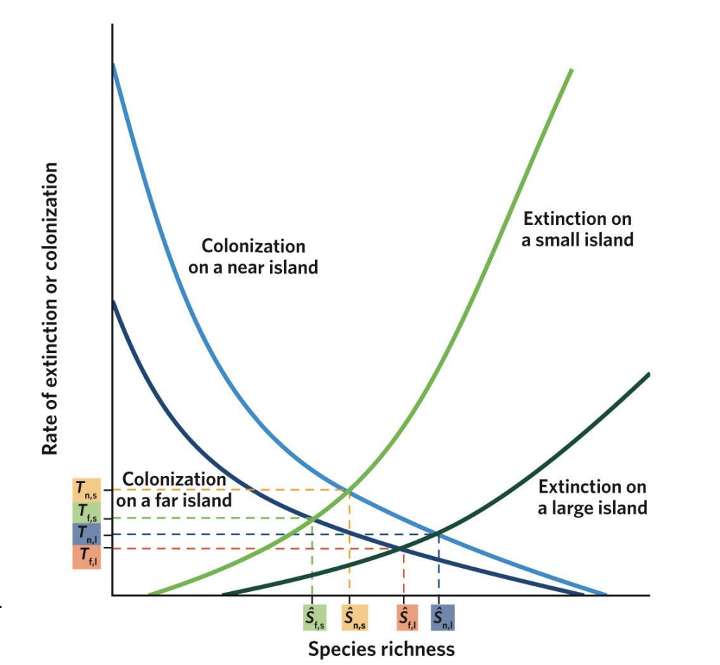 <p>Small, near islands (S₃):</p><p>More species than far ones, but higher extinction due to small area.</p><p></p>