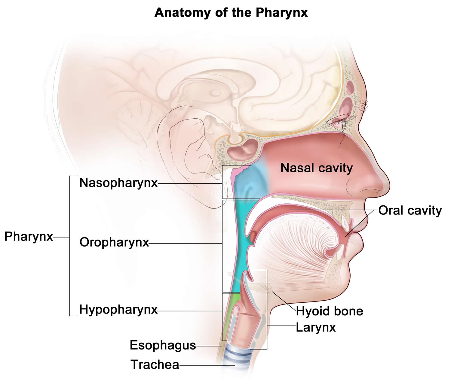 <p>The <strong>nasopharynx</strong> is located from the <strong>internal nares</strong> to the level of the <strong>soft palate</strong>. It is involved in the passage of air and serves as a part of the upper respiratory tract.</p>