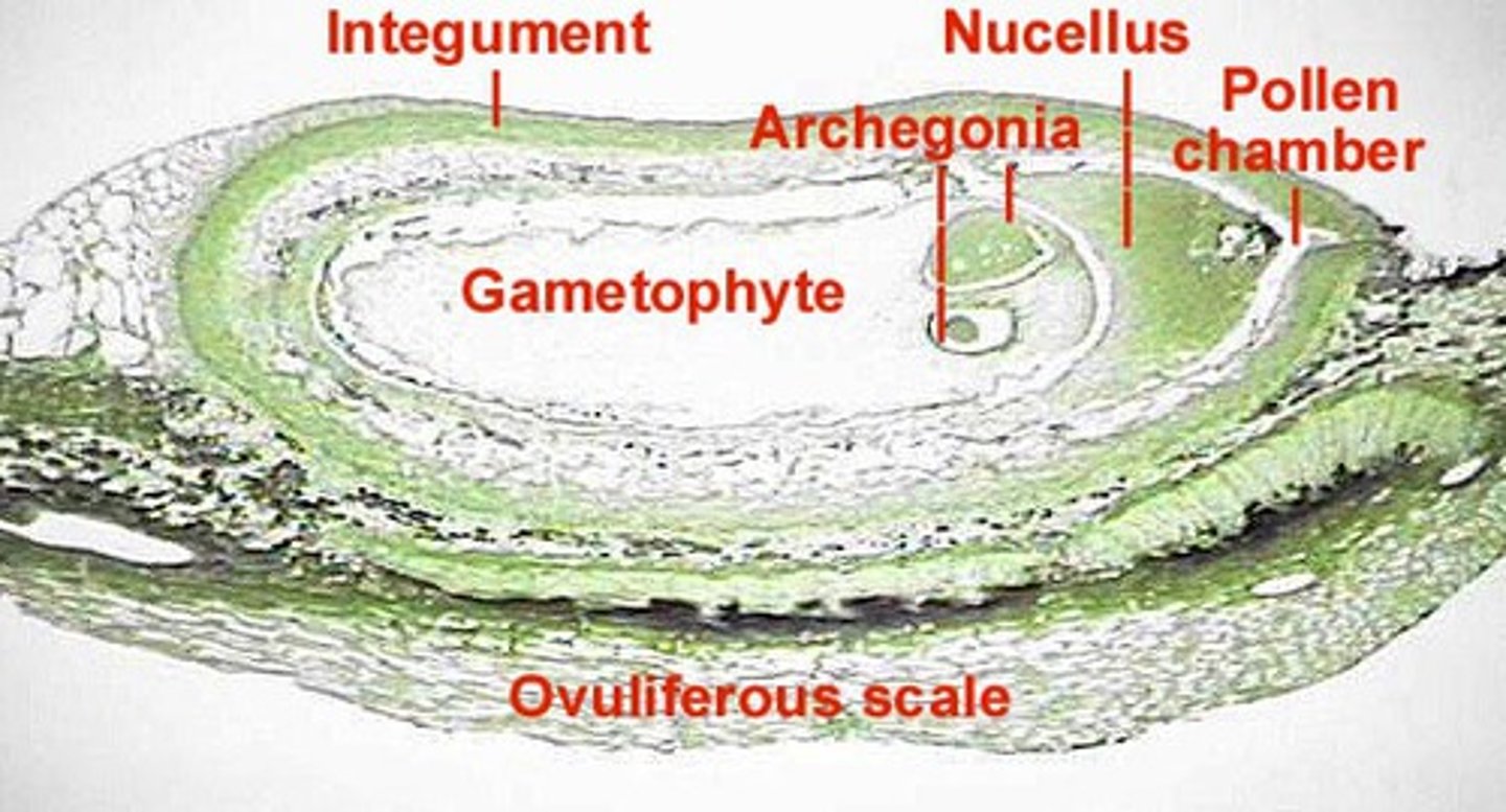 <p>part of ovule. Tissue layers surrounding megasporangium</p>