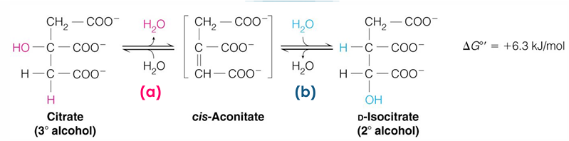 <ul><li><p><strong>(A) Elimination of H2O</strong> from citrate gives a<strong> cis C=C bond</strong></p></li><li><p><strong>(B) Addition of H2O</strong> to cis-aconitate is <strong>stereospecific</strong></p></li></ul><p>so H2O is removed and then added back to switch the OH and H location to the opposite </p>