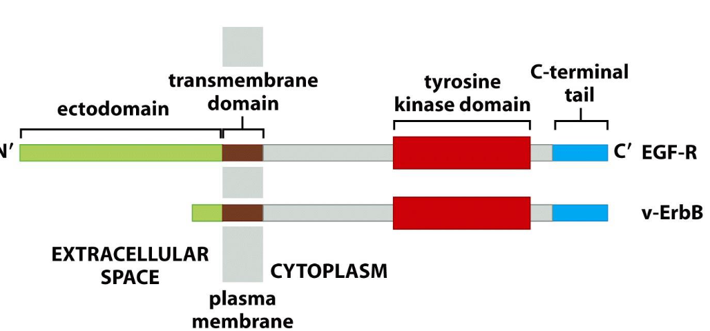 <p><span>Deletion of the ectodomain of EGF-R results in:</span></p>
