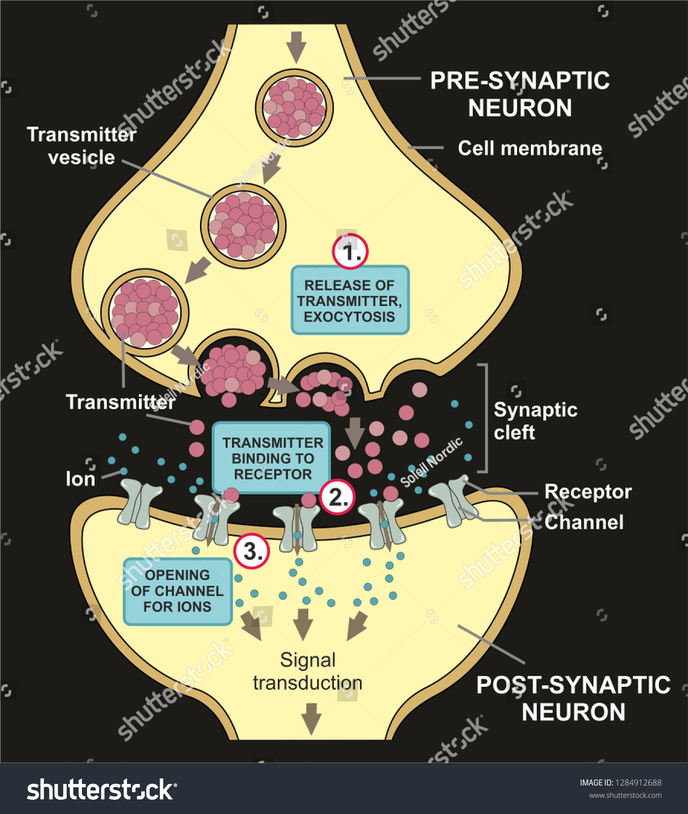 <p>the gap between two neurons where the gap allows for transmission of a signal </p>