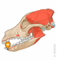 <p>INCISIVO INFERIOR</p>