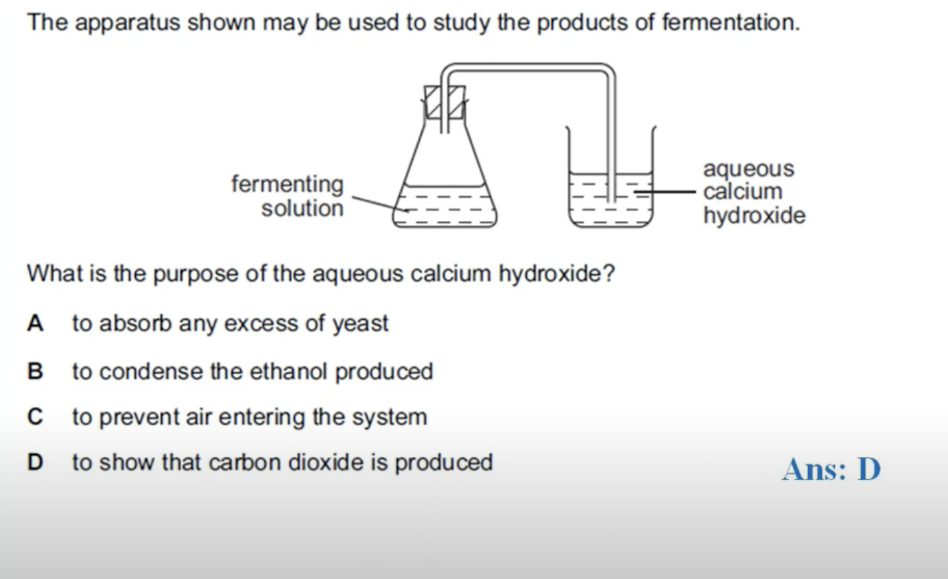 <p>CALCIUM HYDROXIDE IS LIMEWATER AND LIMEWATER TURNS MILKY IN THE PRESENCE OF CARBON DIOXIDE. IN FERMENTATION PROCESS YOU GET THE ETHANOL AND CARBON DIOXIDE AS PRODUCTS. ETHANOL NEEDS TO BE PURIFIED AS IT IS A MIXTURE OF YEAST, WATER AND ETHANOL.</p>