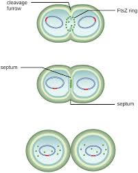 <p>The septum is a partition that forms between dividing bacterial cells during binary fission, allowing for cell separation and growth. </p>