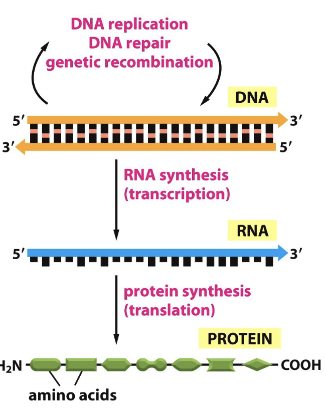 <ul><li><p>DNA is transcribed to RNA, then translated to proteins </p></li></ul><p></p>