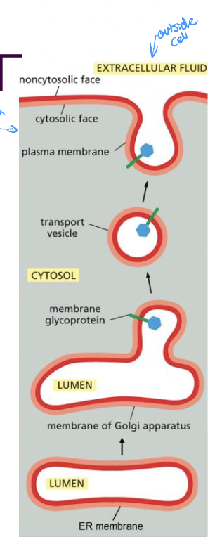 * the bilayer faces certain directions
* the side that faces the cytosol will always face the cytosol
* enzymes in the Golgi membrane flip lipids from one leaflet to the other
  * catalyzed by flippases
  * rapid flip flop of specific phospholipids to the cytosolic leaflet
  * some can bind cytosolic proteins at the plasma membrane 
* certain lipids have to be on specific side of the bilayer