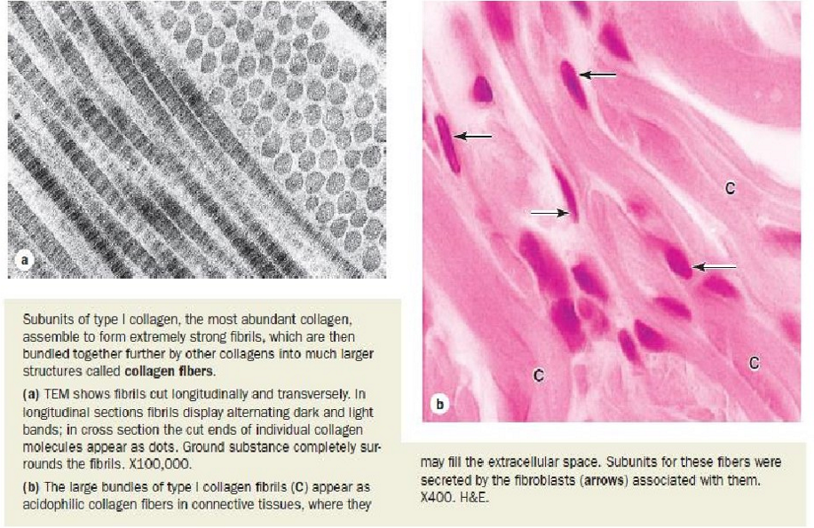 <ul><li><p>meest voorkomende vezels in bindweefsel</p></li><li><p>vrijwel niet elastisch, grote trekvastheid (als gevolg van moleculaire bouw)</p></li><li><p>collagene fibrillen in elektronenmicroscoop:</p><ul><li><p>dwarsdoorsnede: rolrond &amp; onvertakt</p></li><li><p>in lengtedoorsnede: dwarse bandtekening</p></li></ul></li><li><p>collagene vezels in lichtmicroscoop:</p><ul><li><p>gekruist dooreenlopende, min of meer golvende/ gekronkelde bundels</p></li></ul></li></ul><p></p>