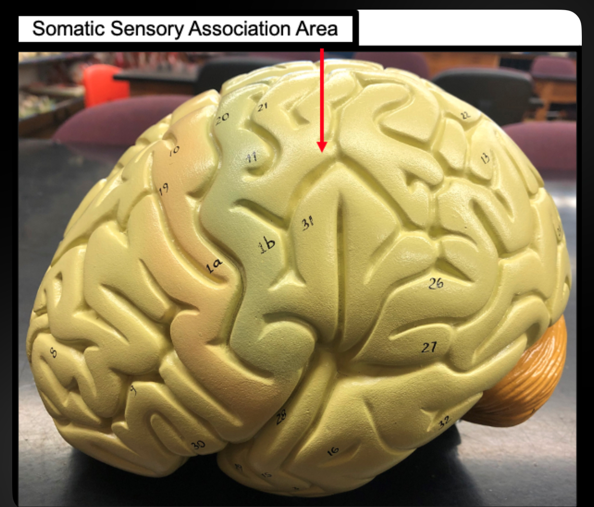 <p>Somatic Sensory Association Area</p>