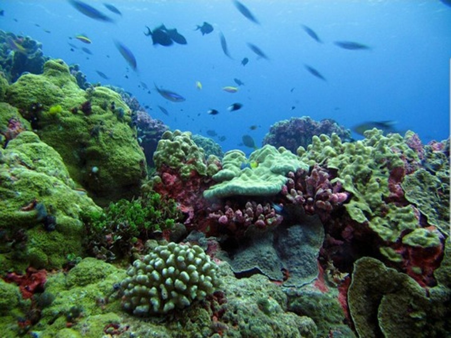 <p>habitat</p>