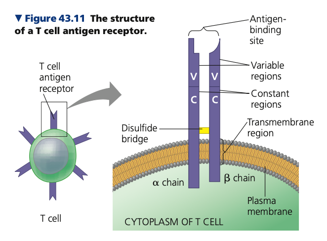 **T Cells**

* Antigen receptor in T cell
  * Two different ______ chains
    * α chain
    * β chain
* Near the base, there is a transmembrane region to ____ the molecule to the cell

\

1. **Variable (V) region**

* Outer tip of molecule
*  At the end of the chains
* Forms the antigen-binding site

\

2. **Constant (C) region**

* Rest of the receptor