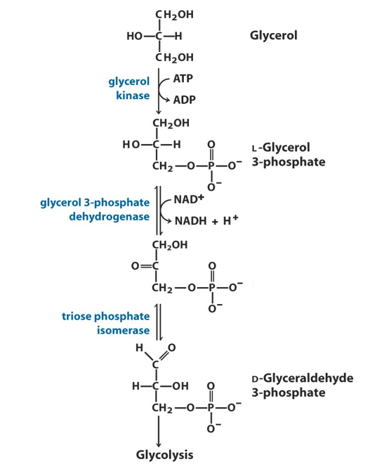 <p>What is the name of the second intermediate in the glycerol pathway?</p>