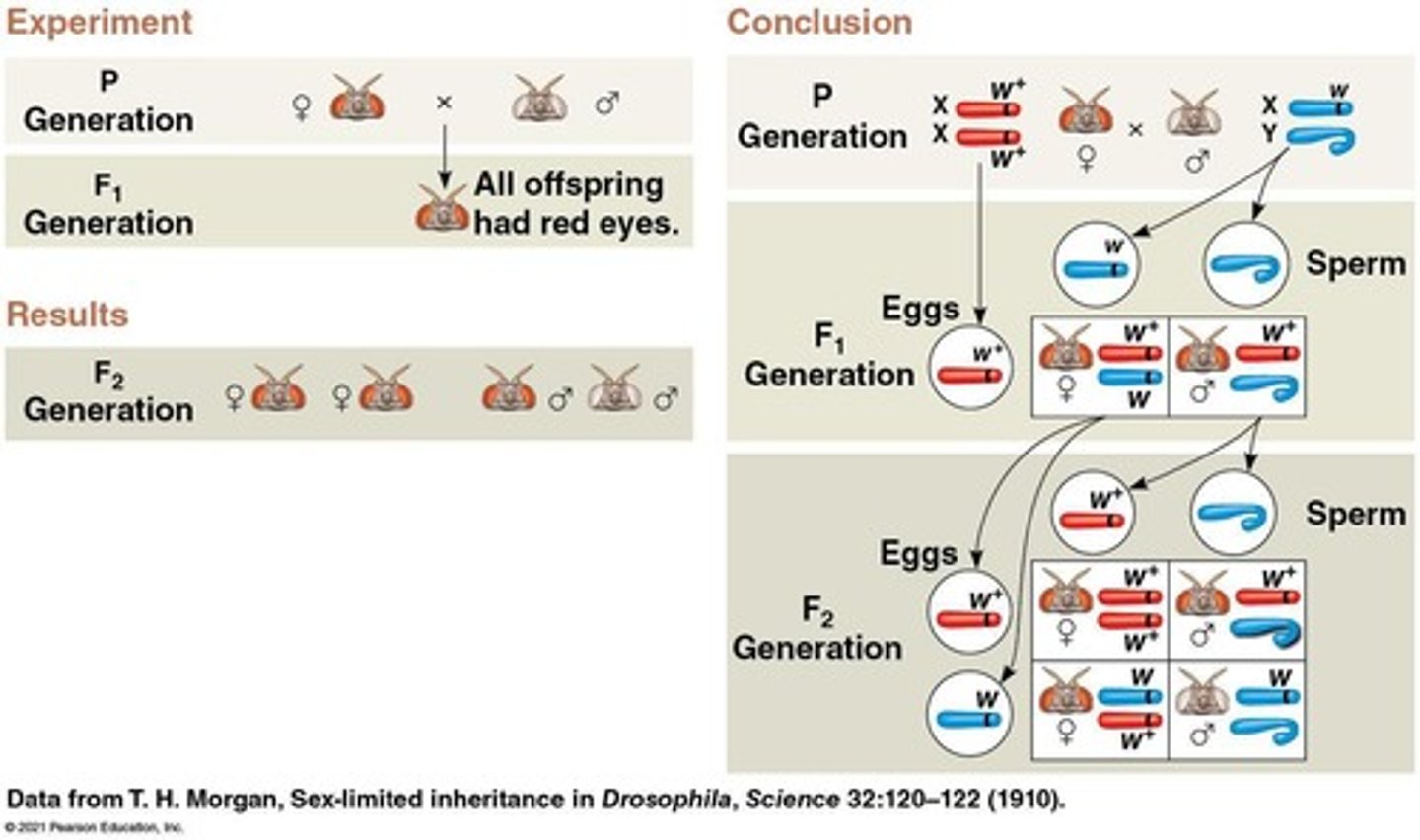 <p>The F1 generation all had red eyes, and the F2 generation showed a 3:1 red to white eye ratio, with only males having white eyes.</p>