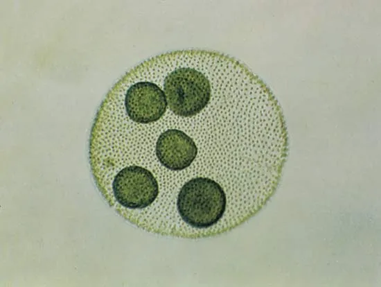 <p>Archaeplastida<br>Green Algae<br>Clorophytes</p><p>Freeliving Autotroph</p><p>Colonial</p><p>Daughter colonies<br>Coenobium (hollow colony of cells)</p>