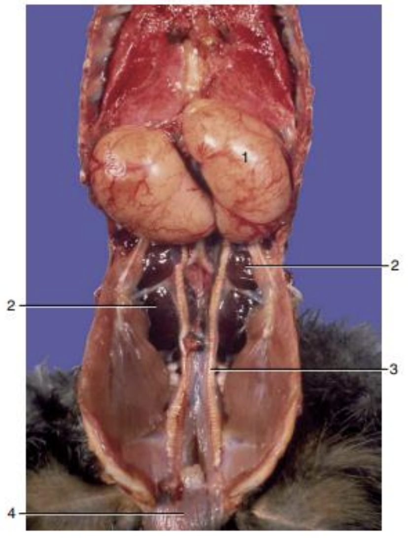<p><strong>1 = Testis&nbsp;</strong></p><p><strong>2 = Kidneys</strong></p><p><strong>3 = Deferent duct&nbsp;</strong></p><p><strong>4 = Cloaca&nbsp;</strong></p>