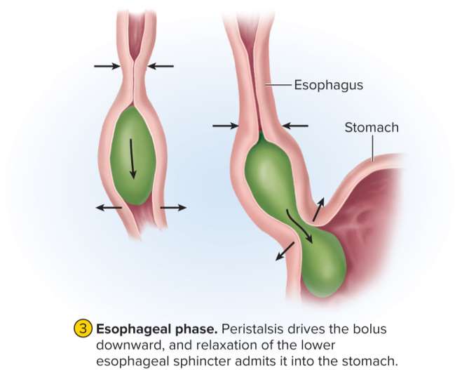 <p>Esophageal phase</p>