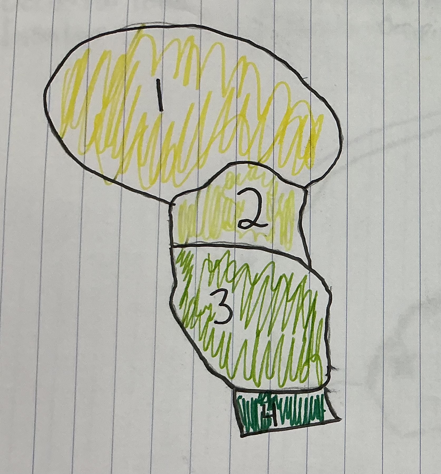 <p>What number represents the Thalamus</p>