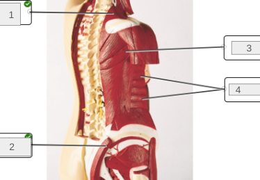 <p>name muscles 1-4</p>