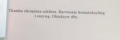 <p>kilka rodzajów kolagenu co odpowiada za jej wytrzymałość</p>