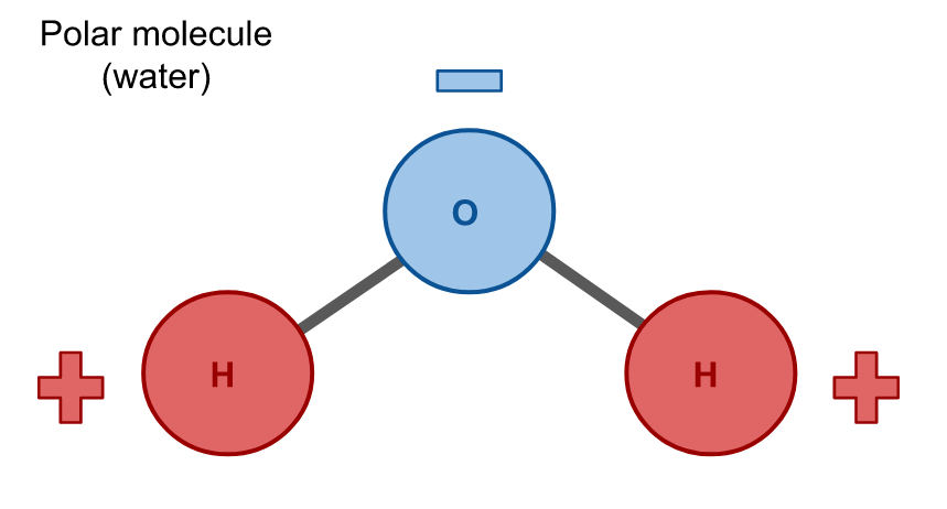 <p>A molecule in which atoms do not share electrons equally, creating partial positive and partial negative regions. Ex: Water. Hydrophilic.</p>