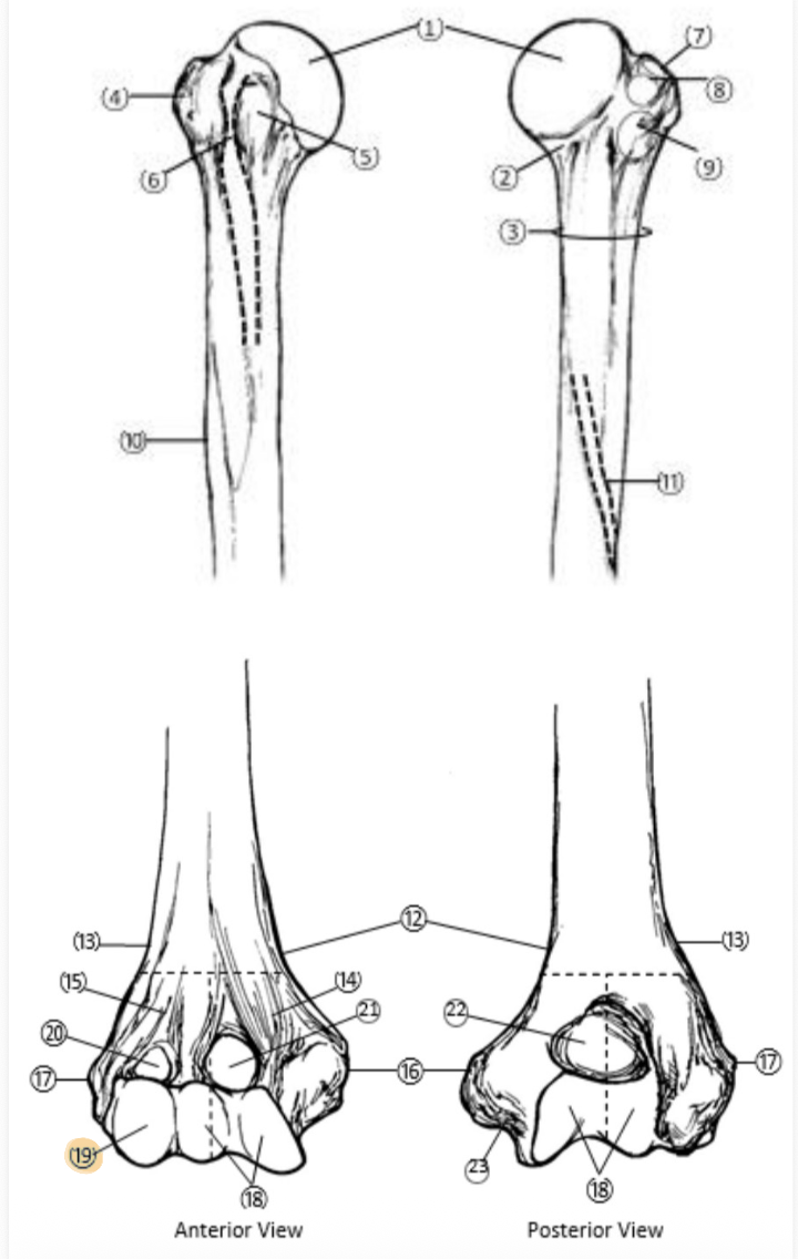 <p>On the Distal end of the Humerus, which part is highlighted (19)?</p>