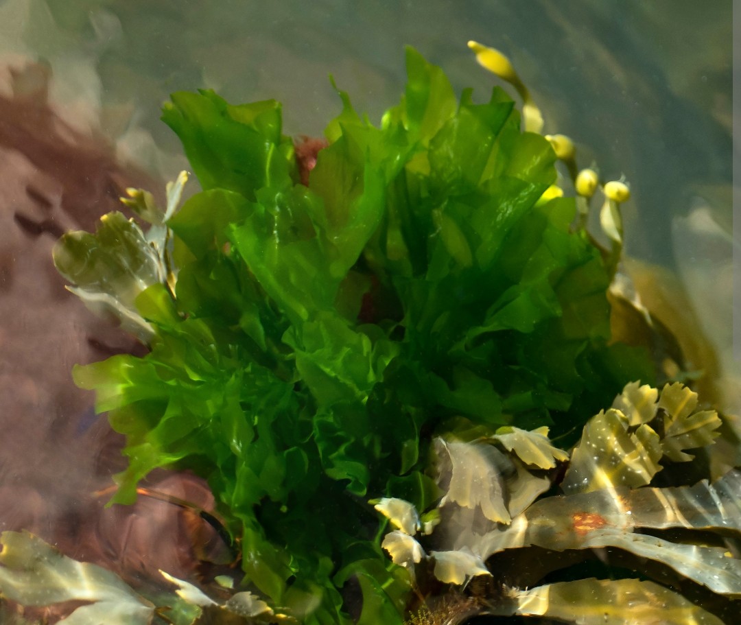 <p>an edible green algae often found on the rocky coastlines of the Hawaiian islands and throughout the world’s oceans</p>