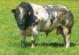 <p>belgian blue info</p>