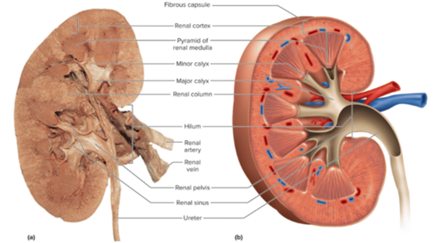 <p>Renal capsule</p><p>Renal cortex</p><p>Renal medulla</p><p>Renal pyramids</p><p>Minor calyx</p><p>Major calyx</p><p>Renal pelvis</p><p>Ureter</p>