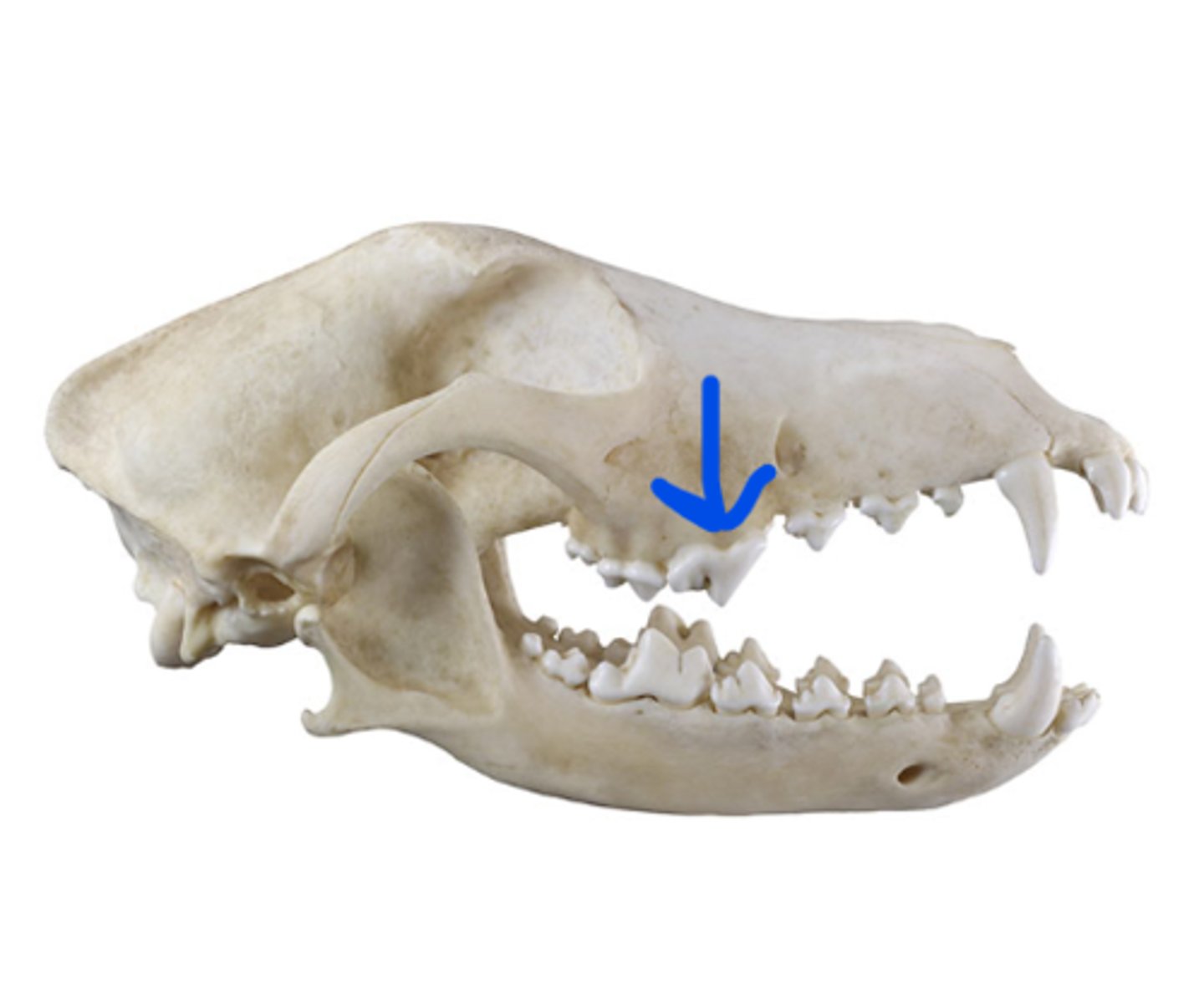 term image