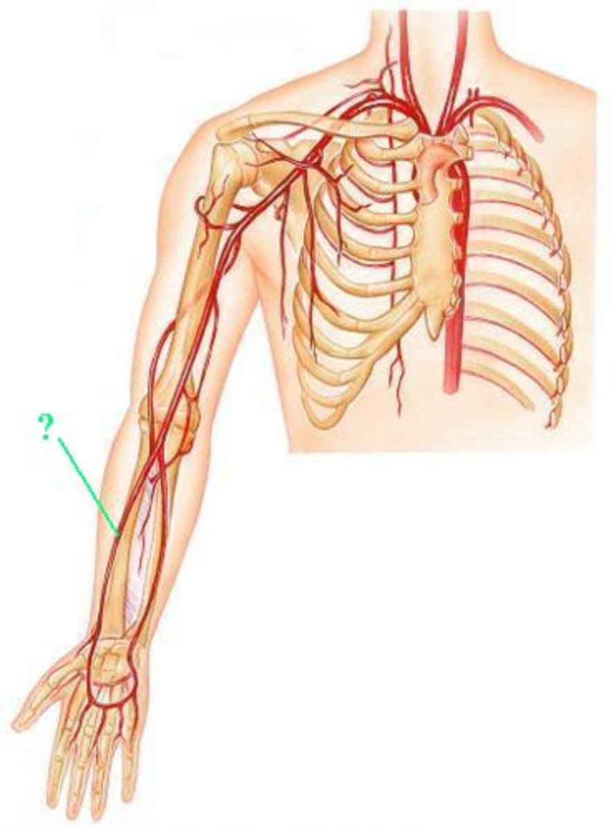 <p>Identify the indicated blood vessel.</p>
