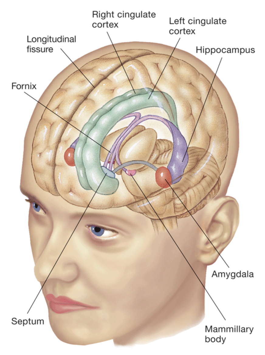 <p>A group of brain structures that deal in motivation, emotion, learning, and memory. It’s found above the brainstem and links motivation, emotion, learning, and memory.</p><p>Has the <strong><u>amygdala</u></strong></p><p>Has the <strong><u>hippocampus</u></strong></p><p>Has the <strong>fornix</strong> - C shape bundle of fibers that acts as the major output tract of the hippocampus</p><p>Has the <strong>cingulate cortex</strong> - Part of the <strong>cingulate gyrus</strong>, which are on the metal surfaces of the frontal lobes. Above the corpus callosum.</p><p>Has the <strong>septum</strong> - Midline nucleus</p><p>Part of the Telencephalon.</p>