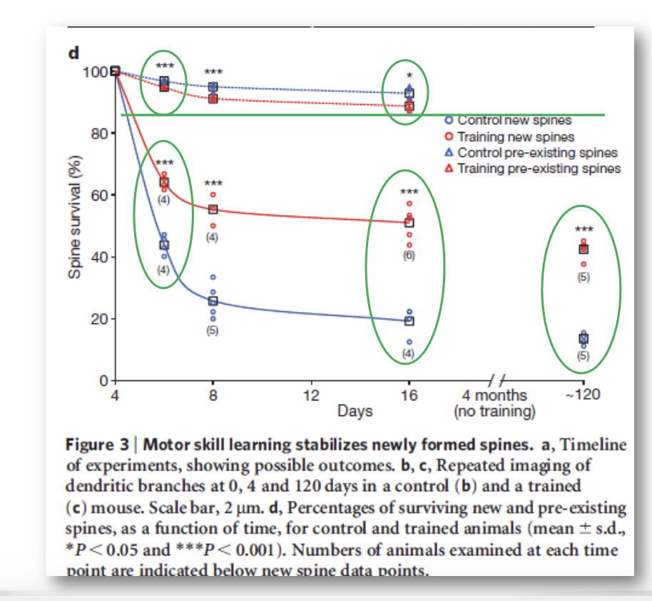 <p><strong><u>***describe the neural mechanisms related to plasticity</u></strong></p><ul><li><p><strong><u>dendritic branching/spine formation and elimination</u></strong></p></li></ul><p></p>