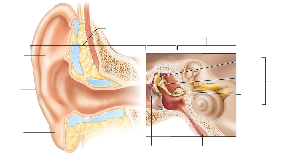 <p>Ear Anatomy</p>