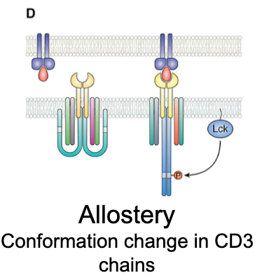 <p>What is the allostery model of TCR activation?</p>